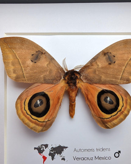 Framed Taxidermy Automeris Tridens Moth, Eyed Wings, Entomology Wall Decor