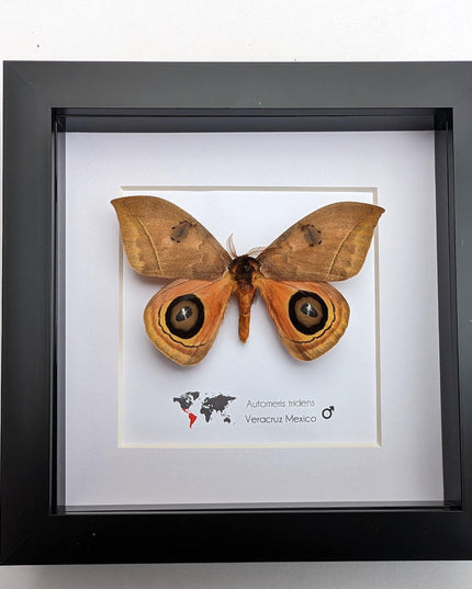 Framed Taxidermy Automeris Tridens Moth, Eyed Wings, Entomology Wall Decor