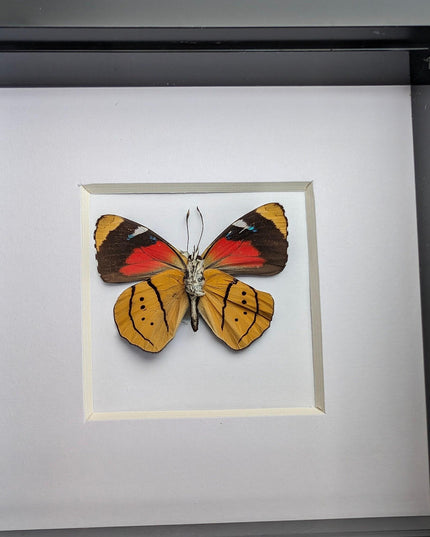 Framed perisama butterfly taxidermy: humboldtii tringa, 4" square