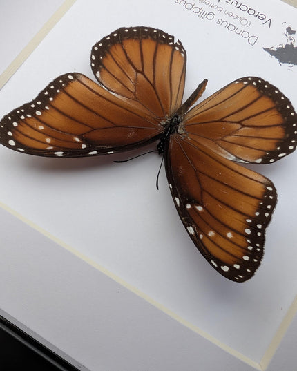 Framed Queen Butterfly, Taxidermy Entomology Gift, Nature Art