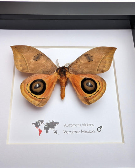 Framed Taxidermy Automeris Tridens Moth, Eyed Wings, Entomology Wall Decor