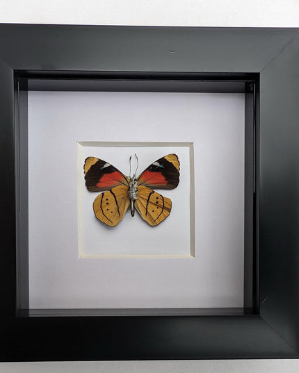 Framed perisama butterfly taxidermy: humboldtii tringa, 4" square