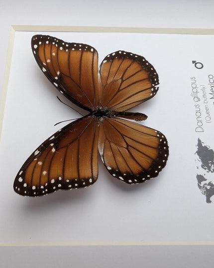 Framed Queen Butterfly, Taxidermy Entomology Gift, Nature Art
