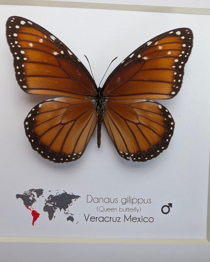 Framed Queen Butterfly, Taxidermy Entomology Gift, Nature Art