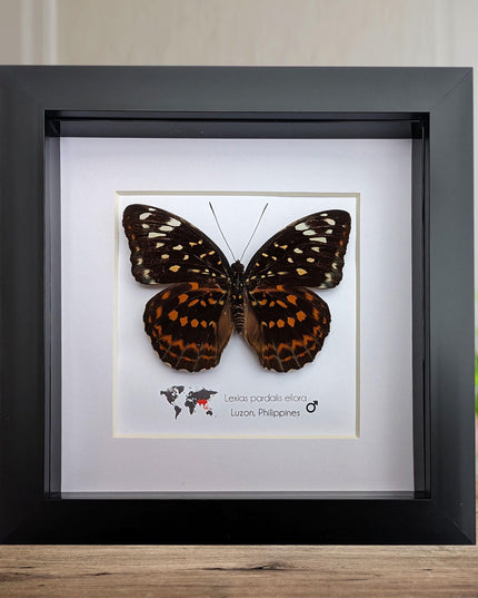 Framed Lexias Pardalis Butterfly, Entomology Taxidermy Wall Decor