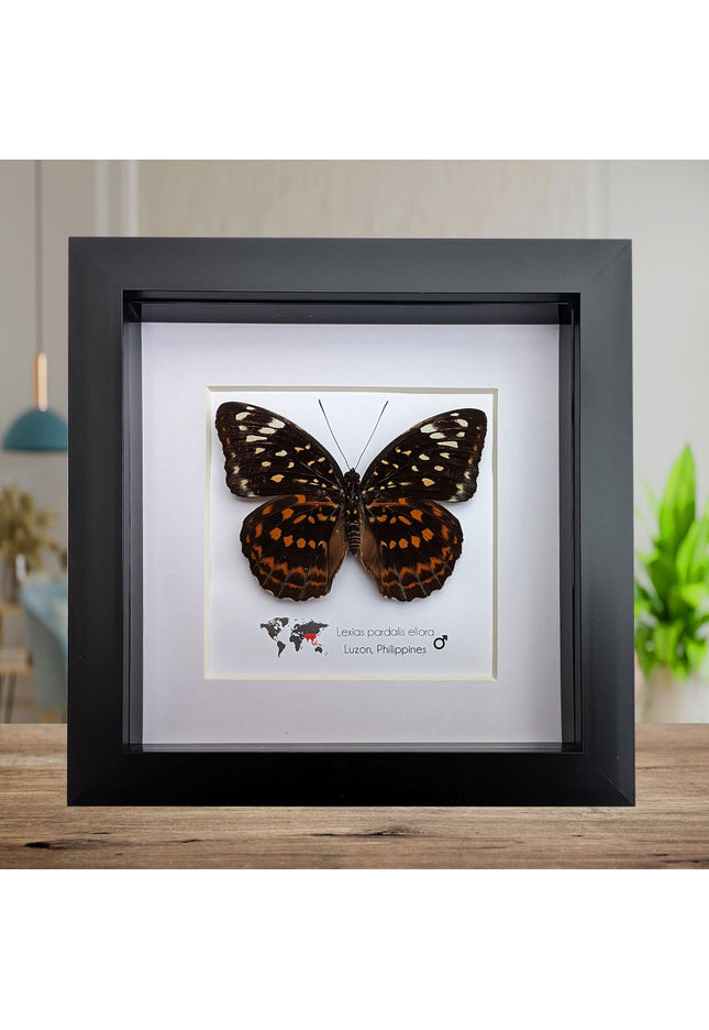Framed Lexias Pardalis Butterfly, Entomology Taxidermy Wall Decor