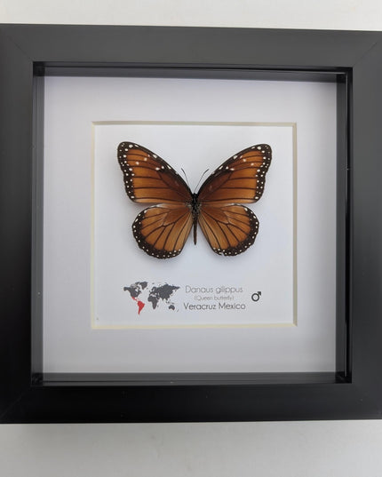 Framed Queen Butterfly, Taxidermy Entomology Gift, Nature Art