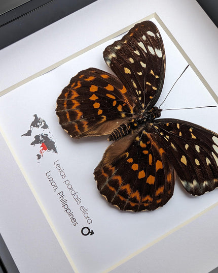 Framed Lexias Pardalis Butterfly, Entomology Taxidermy Wall Decor