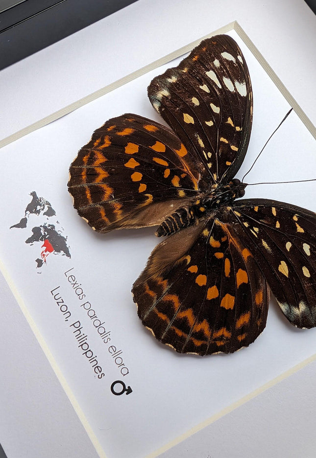 Framed Lexias Pardalis Butterfly, Entomology Taxidermy Wall Decor