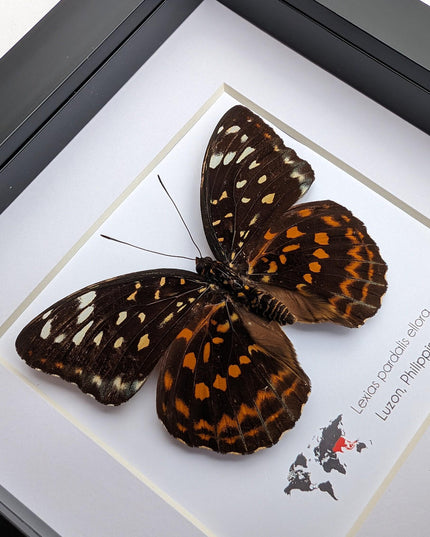 Framed Lexias Pardalis Butterfly, Entomology Taxidermy Wall Decor