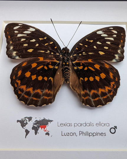Framed Lexias Pardalis Butterfly, Entomology Taxidermy Wall Decor