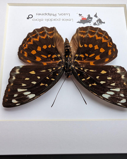 Framed Lexias Pardalis Butterfly, Entomology Taxidermy Wall Decor
