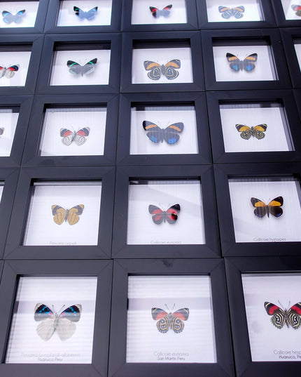 Framed perisama butterfly taxidermy: humboldtii tringa, 4" square