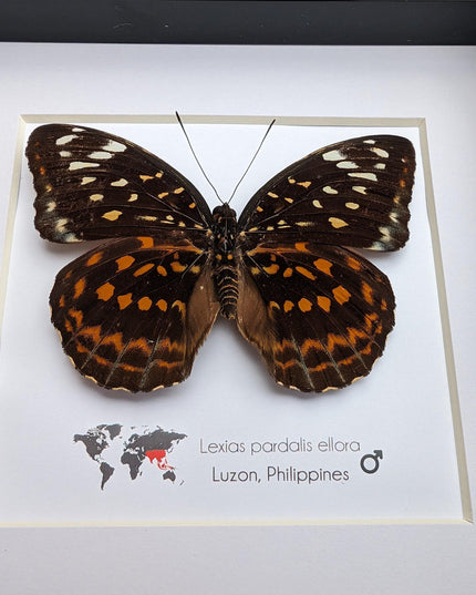 Framed Lexias Pardalis Butterfly, Entomology Taxidermy Wall Decor