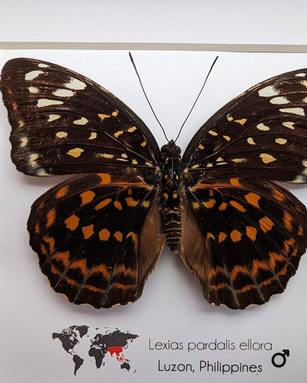 Framed Lexias Pardalis Butterfly, Entomology Taxidermy Wall Decor