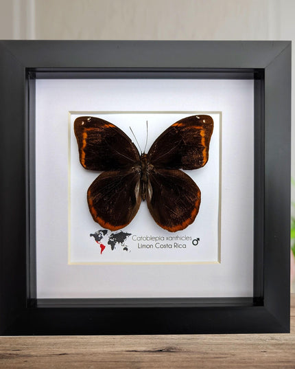 Framed catoblepia xanthicles butterfly - costa rica entomology art
