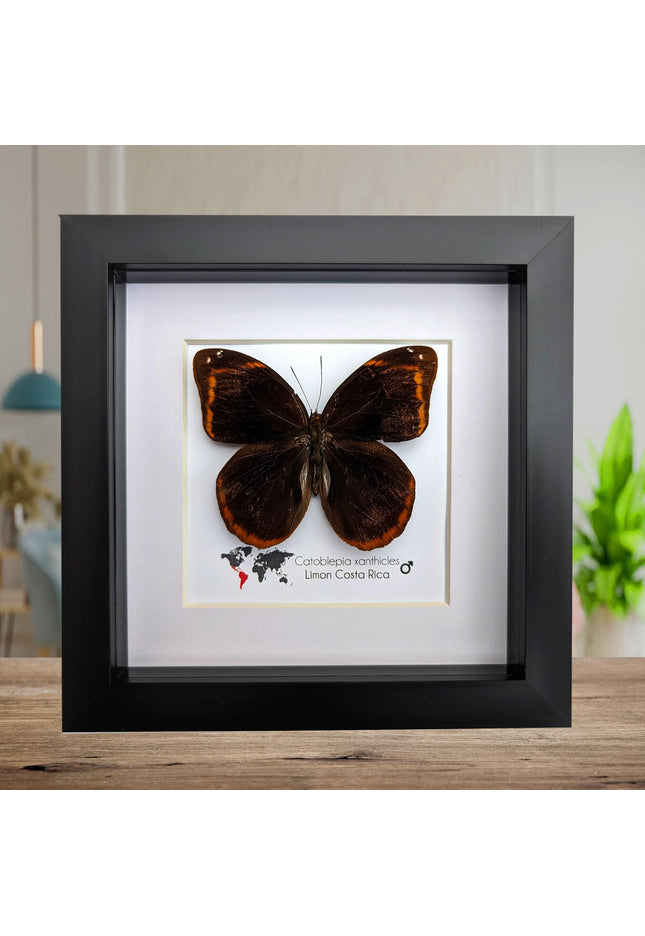 Framed catoblepia xanthicles butterfly - costa rica entomology art