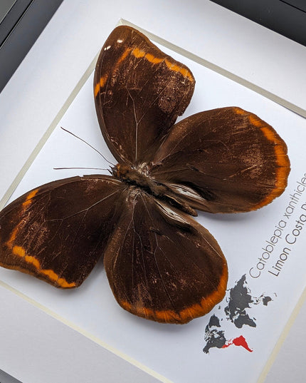 Framed catoblepia xanthicles butterfly - costa rica entomology art