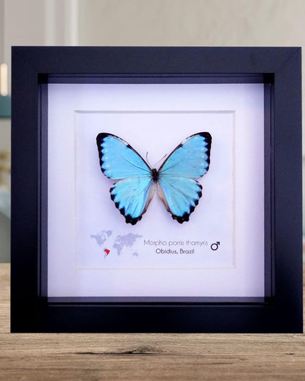 Framed Opalescent Blue Morpho Butterfly, Taxidermy Entomology Gift
