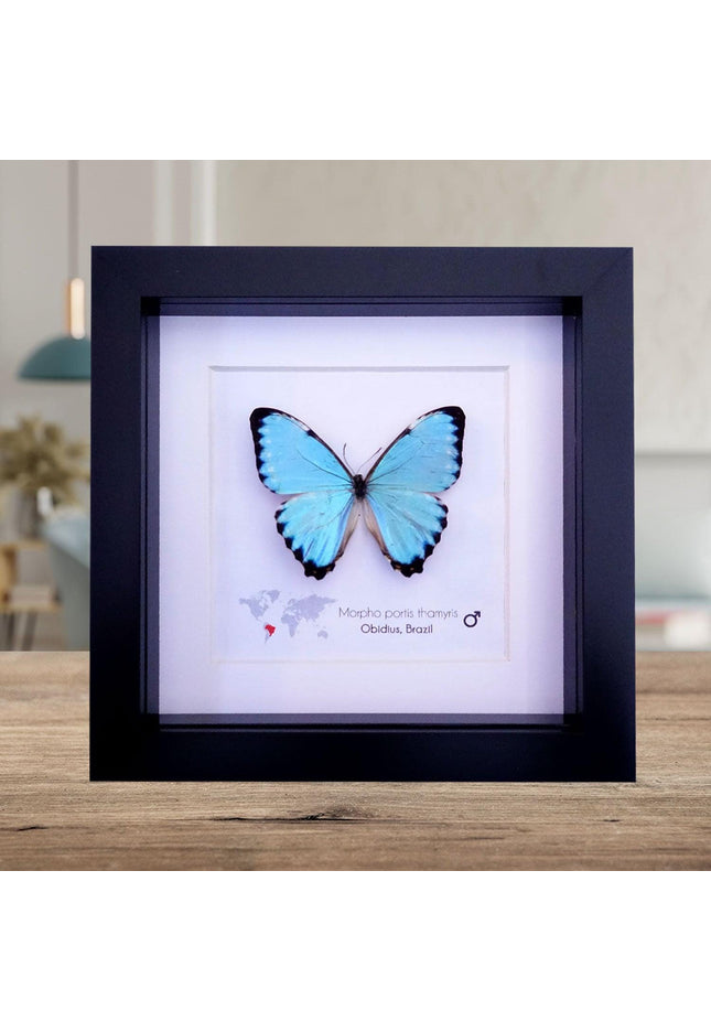 Framed Opalescent Blue Morpho Butterfly, Taxidermy Entomology Gift