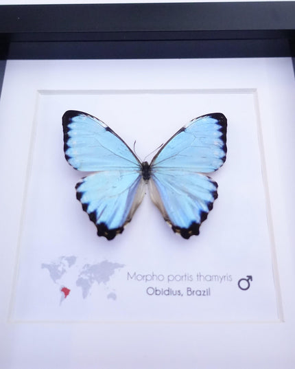 Framed Opalescent Blue Morpho Butterfly, Taxidermy Entomology Gift