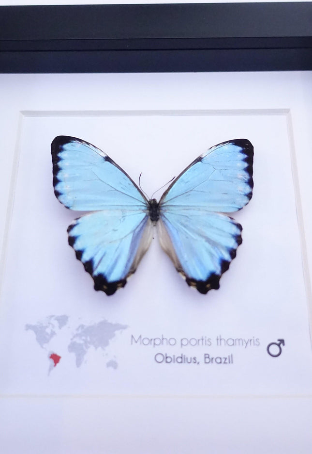 Framed Opalescent Blue Morpho Butterfly, Taxidermy Entomology Gift
