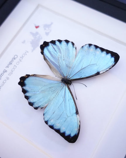 Framed Opalescent Blue Morpho Butterfly, Taxidermy Entomology Gift