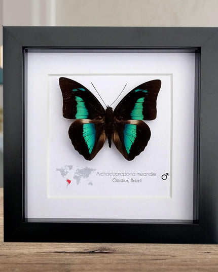 Framed prepona meander butterfly: black & iridescent blue entomology wall decor