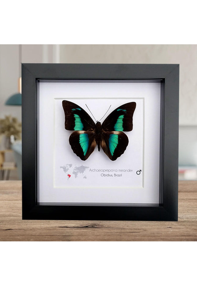 Framed prepona meander butterfly: black & iridescent blue entomology wall decor
