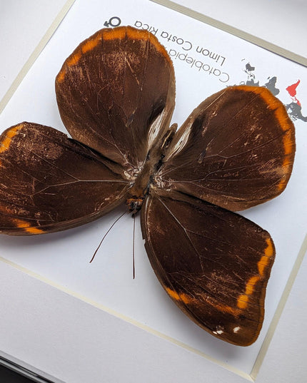 Framed catoblepia xanthicles butterfly - costa rica entomology art