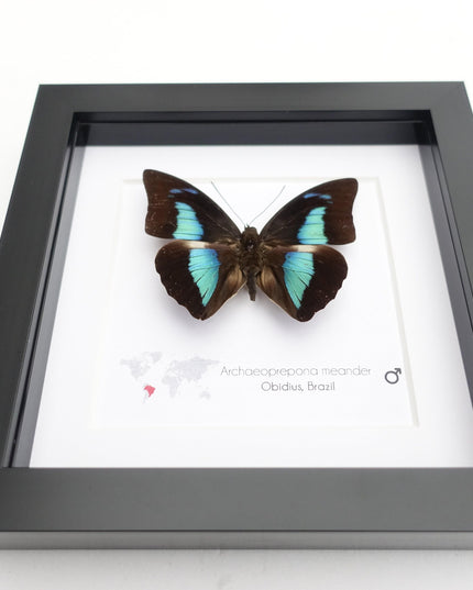Framed prepona meander butterfly: black & iridescent blue entomology wall decor