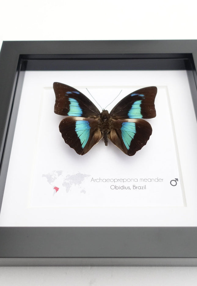Framed prepona meander butterfly: black & iridescent blue entomology wall decor