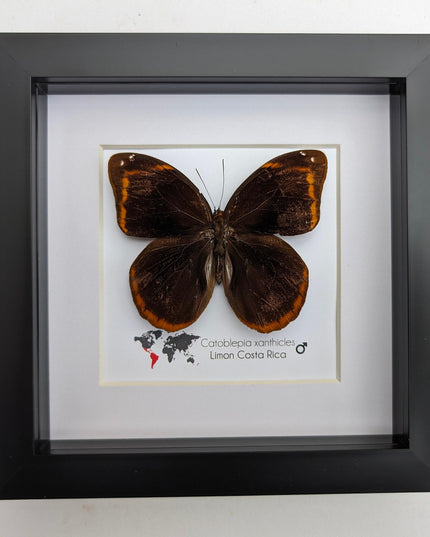 Framed catoblepia xanthicles butterfly - costa rica entomology art