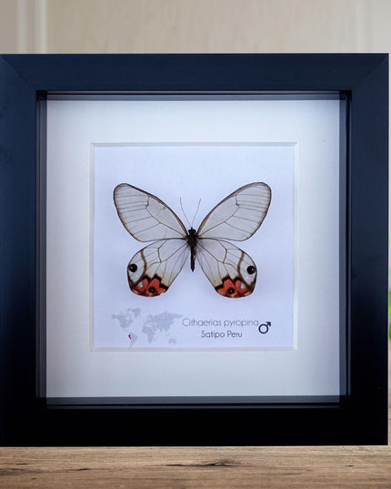 Framed Pyropina Phantom Butterfly, Ethically Sourced Taxidermy Display