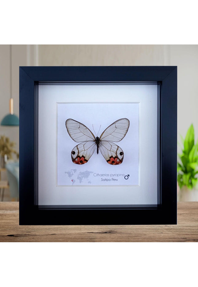 Framed Pyropina Phantom Butterfly, Ethically Sourced Taxidermy Display