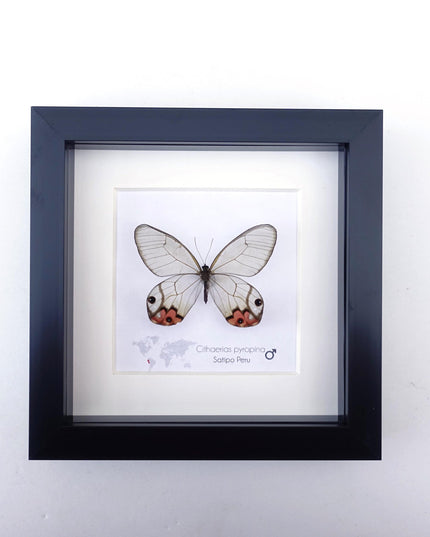 Framed Pyropina Phantom Butterfly, Ethically Sourced Taxidermy Display