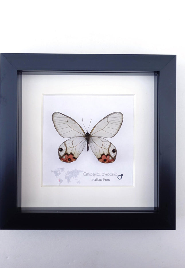 Framed Pyropina Phantom Butterfly, Ethically Sourced Taxidermy Display