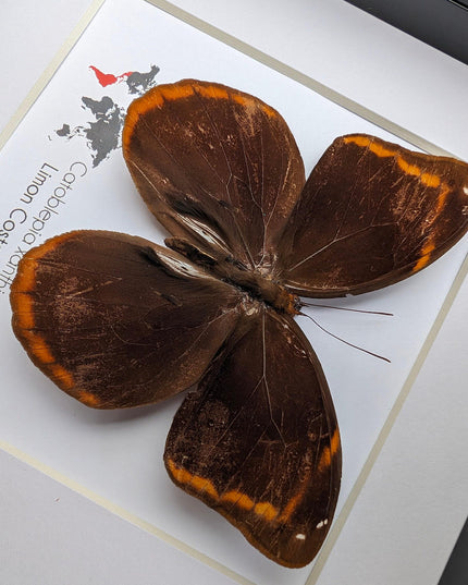 Framed catoblepia xanthicles butterfly - costa rica entomology art