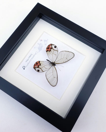Framed Pyropina Phantom Butterfly, Ethically Sourced Taxidermy Display