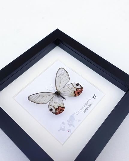 Framed Pyropina Phantom Butterfly, Ethically Sourced Taxidermy Display