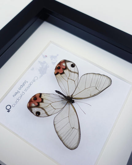 Framed Pyropina Phantom Butterfly, Ethically Sourced Taxidermy Display