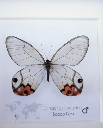 Framed Pyropina Phantom Butterfly, Ethically Sourced Taxidermy Display