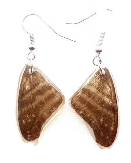 Brown  stripey real wings earrings, butterfly wings resin work