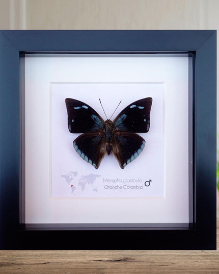Framed Memphis Pasibula Butterfly, Tropical Taxidermy Wall Decor