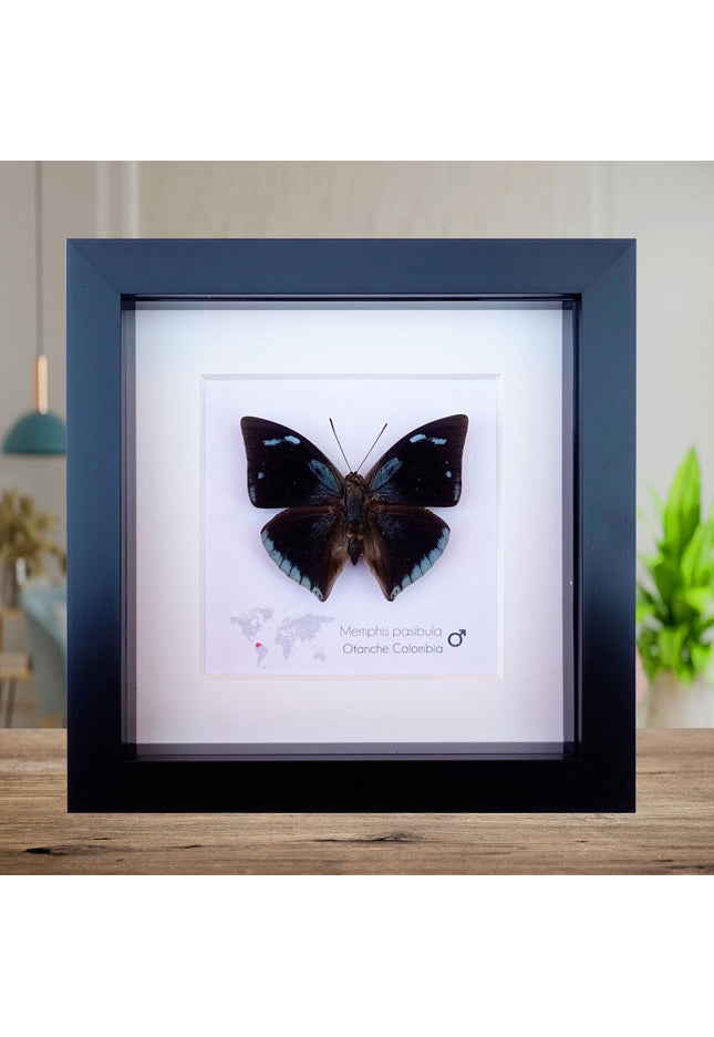 Framed Memphis Pasibula Butterfly, Tropical Taxidermy Wall Decor