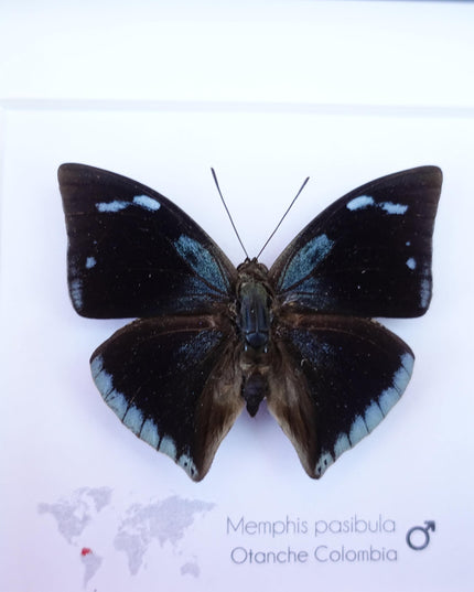 Framed Memphis Pasibula Butterfly, Tropical Taxidermy Wall Decor