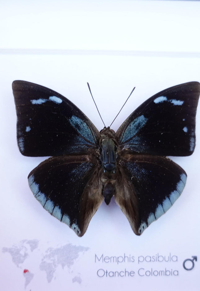Framed Memphis Pasibula Butterfly, Tropical Taxidermy Wall Decor