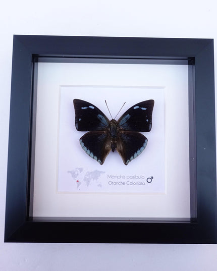 Framed Memphis Pasibula Butterfly, Tropical Taxidermy Wall Decor
