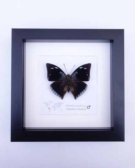 Framed Memphis Pasibula Butterfly, Tropical Taxidermy Wall Decor