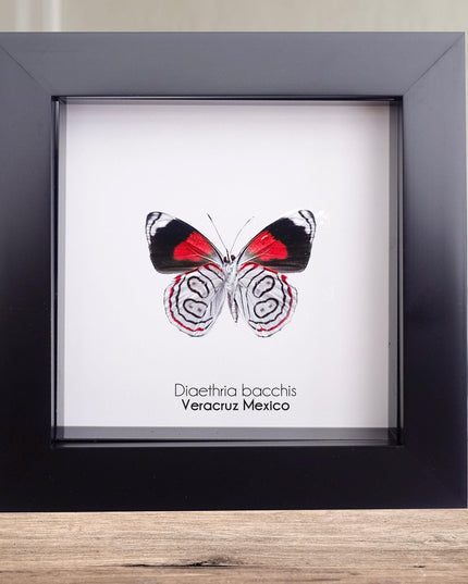 Diaethria bacchis, white-patched eighty-eight, butterfly taxidermy from mexico,  front side, frame 4" x 4"